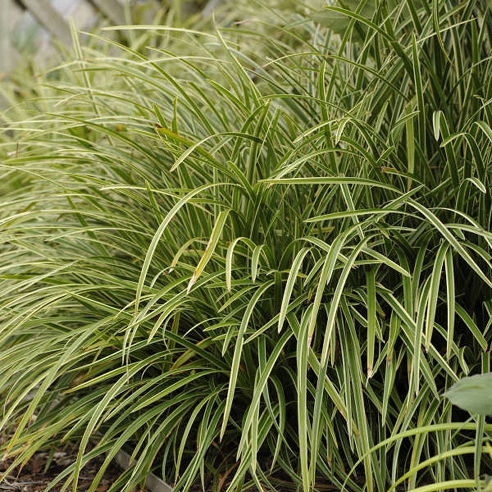 Iarba Ornamentala Carex Rogoz Ice Dance, verde-alb - VERDENA-20-25 cm inaltime, livrat in ghiveci de 2.5 l