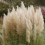 Iarpa de Pampas (Cortaderia) Gold Star - VERDENA-Tulpina de 70 cm inaltime livrat in ghiveci de 5 L