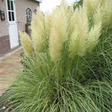 Iarpa de Pampas (Cortaderia) Gold Star - VERDENA-Tulpina de 70 cm inaltime livrat in ghiveci de 5 L