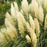 Iarpa de Pampas (Cortaderia) Gold Star - VERDENA-Tulpina de 70 cm inaltime livrat in ghiveci de 5 L