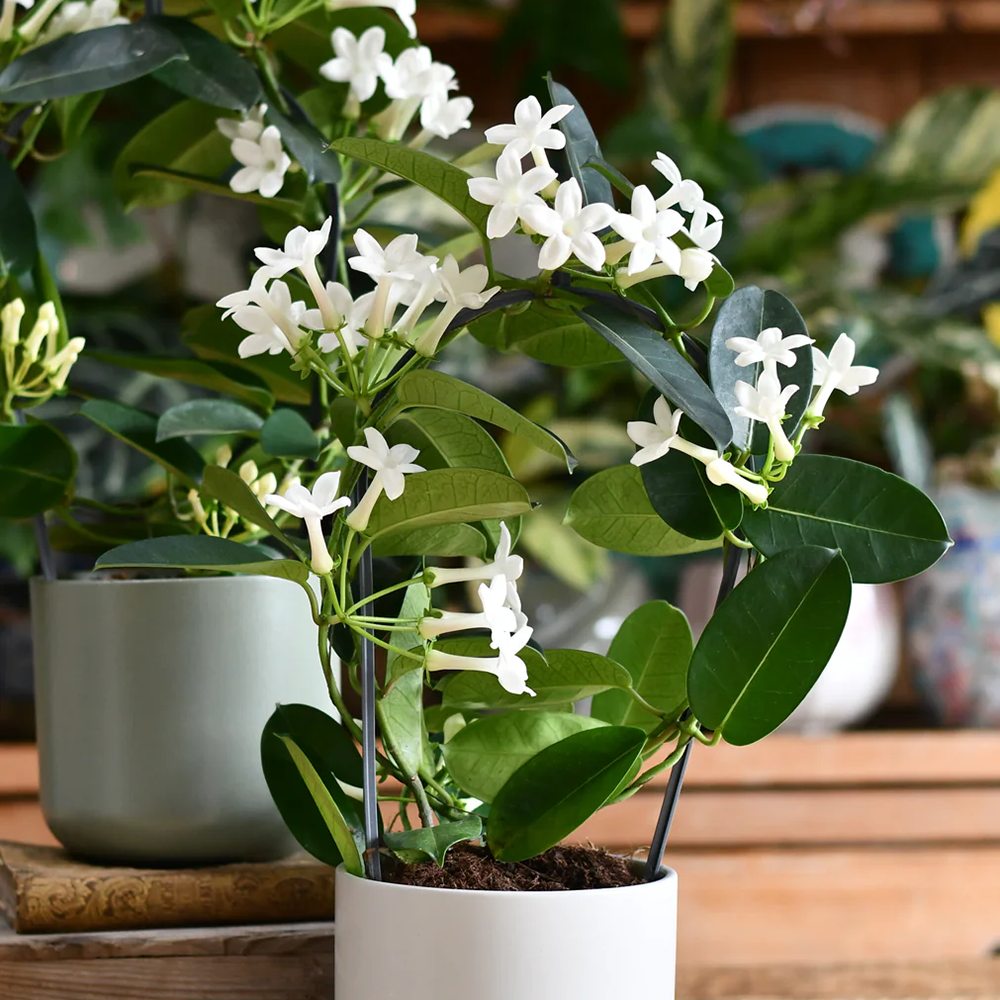 Iasomia de Madagascar (Stephanotis floribunda), cu flori albe - VERDENA-55 cm inaltime, livrat in ghiveci de 1.2 l