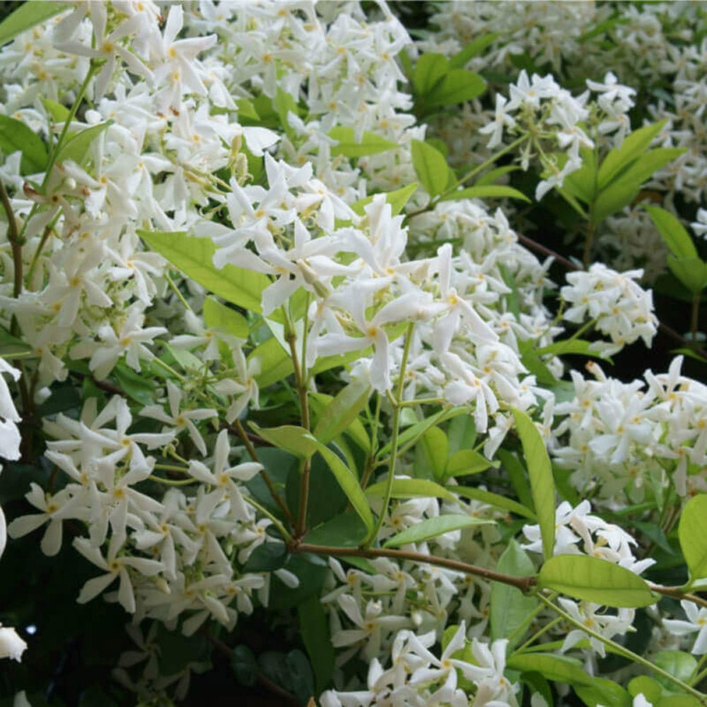 Iasomie Comuna globulara, cu floare alba- 65 cm - VERDENA-65 cm inaltime, livrat in ghiveci de 10 l