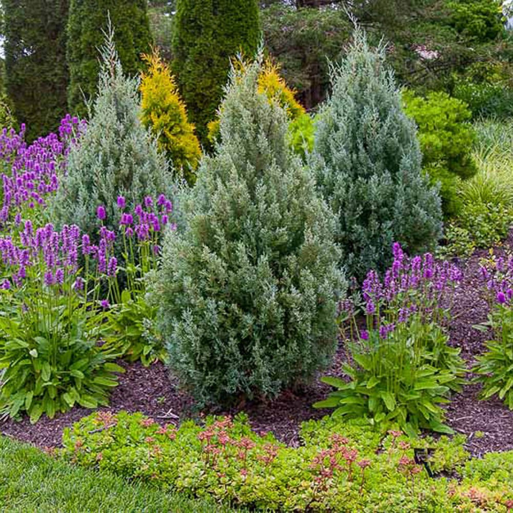 Ienupar columnar de virginia Glauca verde-albastru - VERDENA-30-40 cm inaltime, livrat in ghiveci de 3 l