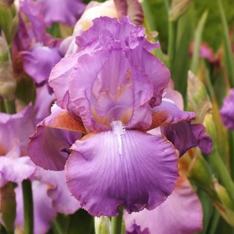 Iris Germanica (Stanjenel) Amethyst Flame