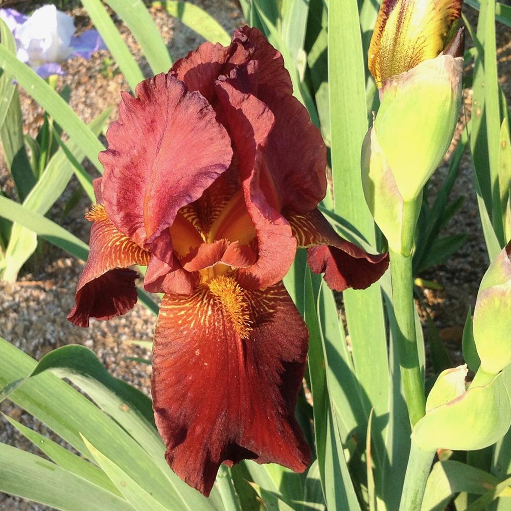 Iris barbata (Stanjenel) Caldron, livrat in ghiveci de 1L