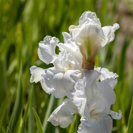 Iris barbata (Stanjenel) Cliffs of Dover, livrat in ghiveci de 1L