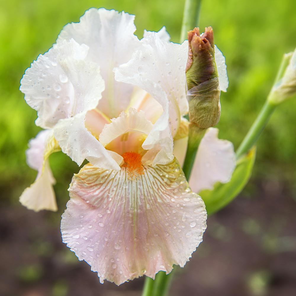 Iris barbata (Stanjenel) Frappe, livrat in ghiveci de 1L