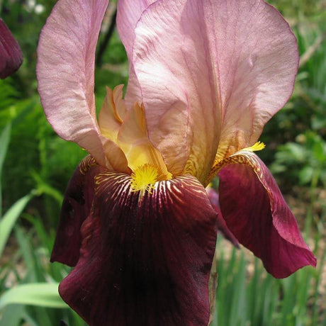 Black Friday - Reduceri Iris Germanica (Stanjenel) Indian Chief, cu flori bronz-rosiatice Promotie