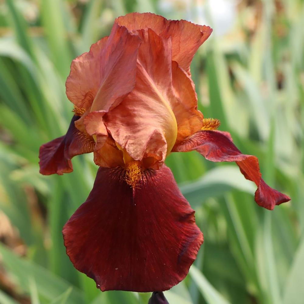 Iris barbata (Stanjenel) Natchez Trace, livrat in ghiveci de 1L