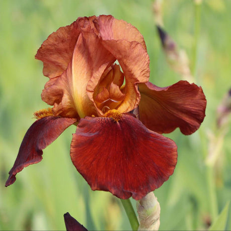 Iris barbata (Stanjenel) Natchez Trace, livrat in ghiveci de 1L