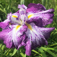 Iris Germanica Mov-Alb (Stanjenel) Harlequinesque