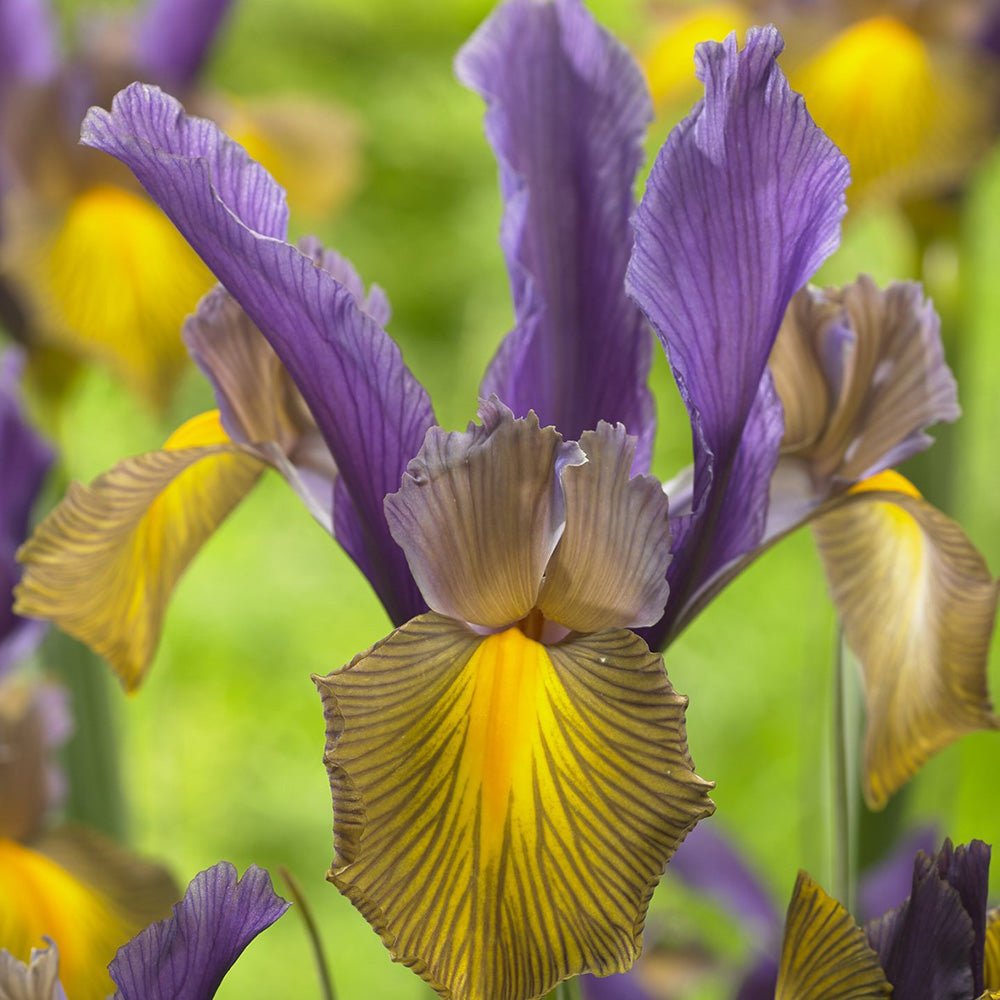 Iris Germanica Mov-Galben (Stanjenel) Picasso - VERDENA-livrat in punga de 1 bulb