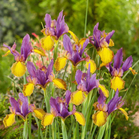 Iris Germanica Mov-Galben (Stanjenel) Picasso