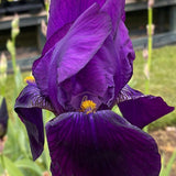 Iris Germanica (Stanjenel) Bishop's Robe - Bulb Plantat In Ghiveci - VERDENA-9-11 cm inaltime, livrat in ghiveci de 0.7 l