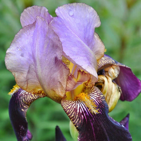 Iris Germanica (Stanjenel) Bruno - Bulb Plantat In Ghiveci