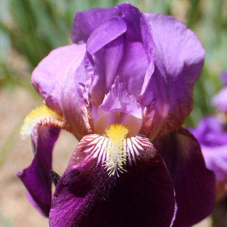 Iris Germanica (Stanjenel) Bruno - Bulb Plantat In Ghiveci