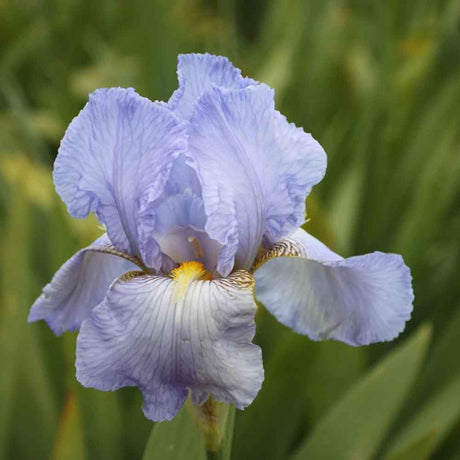 Iris Germanica (Stanjenel) Butterfly - Bulb Plantat In Ghiveci