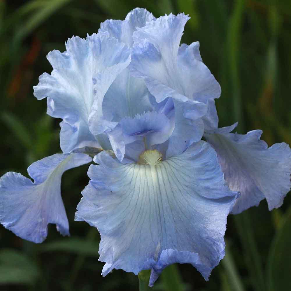 Iris Germanica (Stanjenel) Butterfly - Bulb plantat in ghiveci - VERDENA-livrat la ghiveci de 0.5 L ( 9 cm )