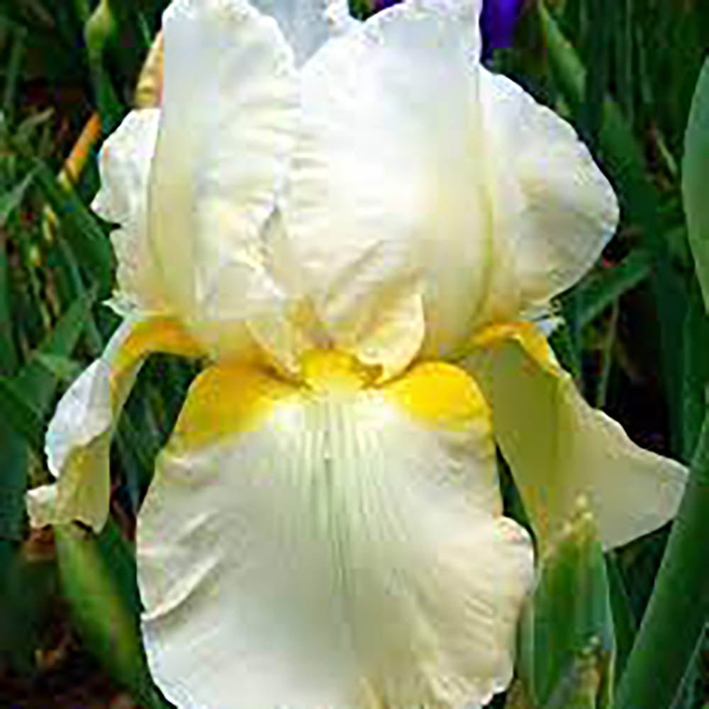 Iris Germanica (Stanjenel) Christmas Angel - Bulb plantat in ghiveci - VERDENA-livrat la ghiveci de 0.5 L ( 9 cm )