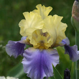 Iris Germanica (Stanjenel) Edith Wolford - Bulb Plantat In Ghiveci