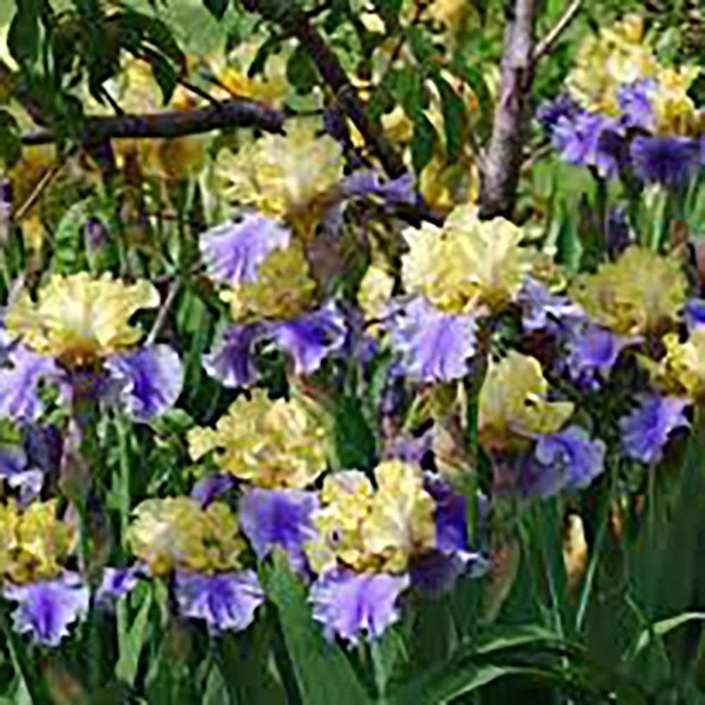 Iris Germanica (Stanjenel) Edith Wolford - Bulb Plantat In Ghiveci