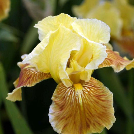 Iris Germanica (Stanjenel) Golden Muffin - Bulb Plantat In Ghiveci