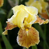 Iris Germanica (Stanjenel) Golden Muffin - Bulb plantat in ghiveci - VERDENA-livrat la ghiveci de 1.3 L ( 11 cm )