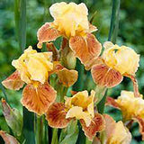 Iris Germanica (Stanjenel) Golden Muffin - Bulb plantat in ghiveci - VERDENA-livrat la ghiveci de 1.3 L ( 11 cm )