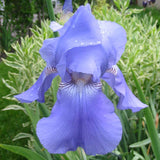 Iris Germanica (Stanjenel) Harbor Blue - Bulb Plantat In Ghiveci