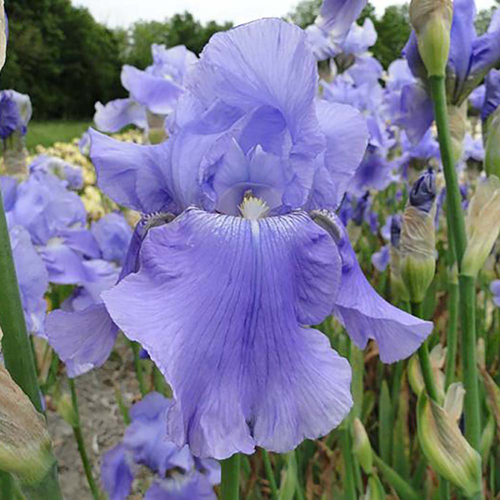 Iris Germanica (Stanjenel) Harbor Blue - Bulb Plantat In Ghiveci