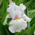 Iris Germanica (Stanjenel) Immortality - Bulb Plantat In Ghiveci