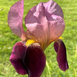 Iris Germanica (Stanjenel) Indian Chief - Bulb Plantat In Ghiveci