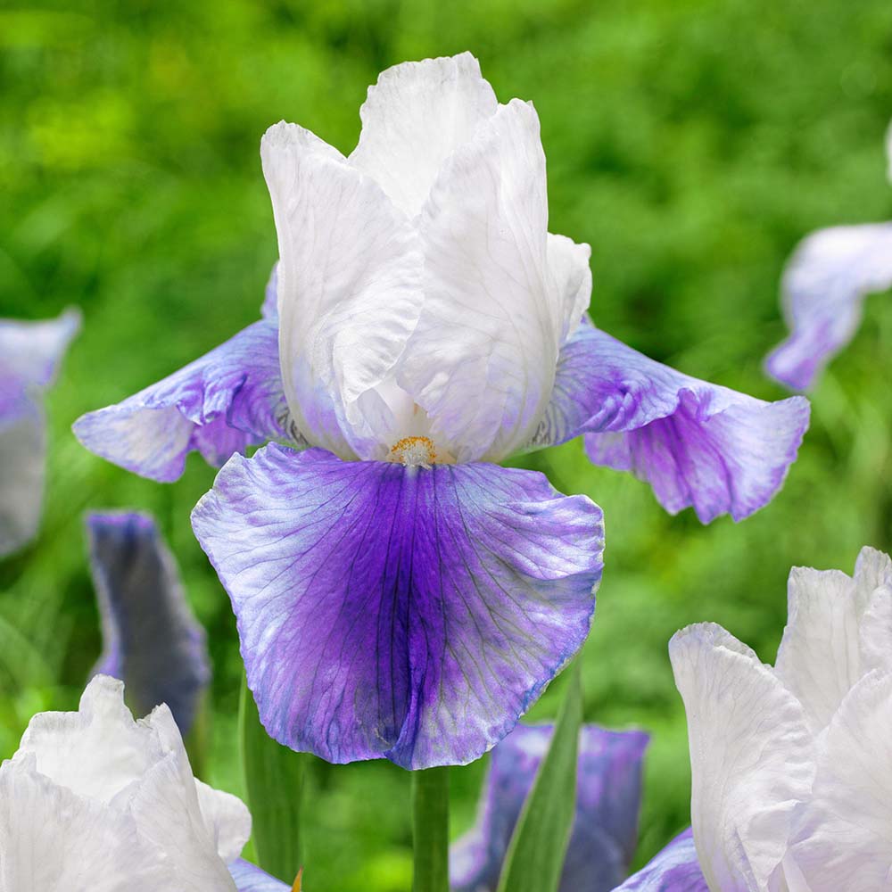 Iris Germanica (Stanjenel) Mission Ridge - Bulb plantat in ghiveci - VERDENA-livrat la ghiveci de 1.3 L ( 11 cm )