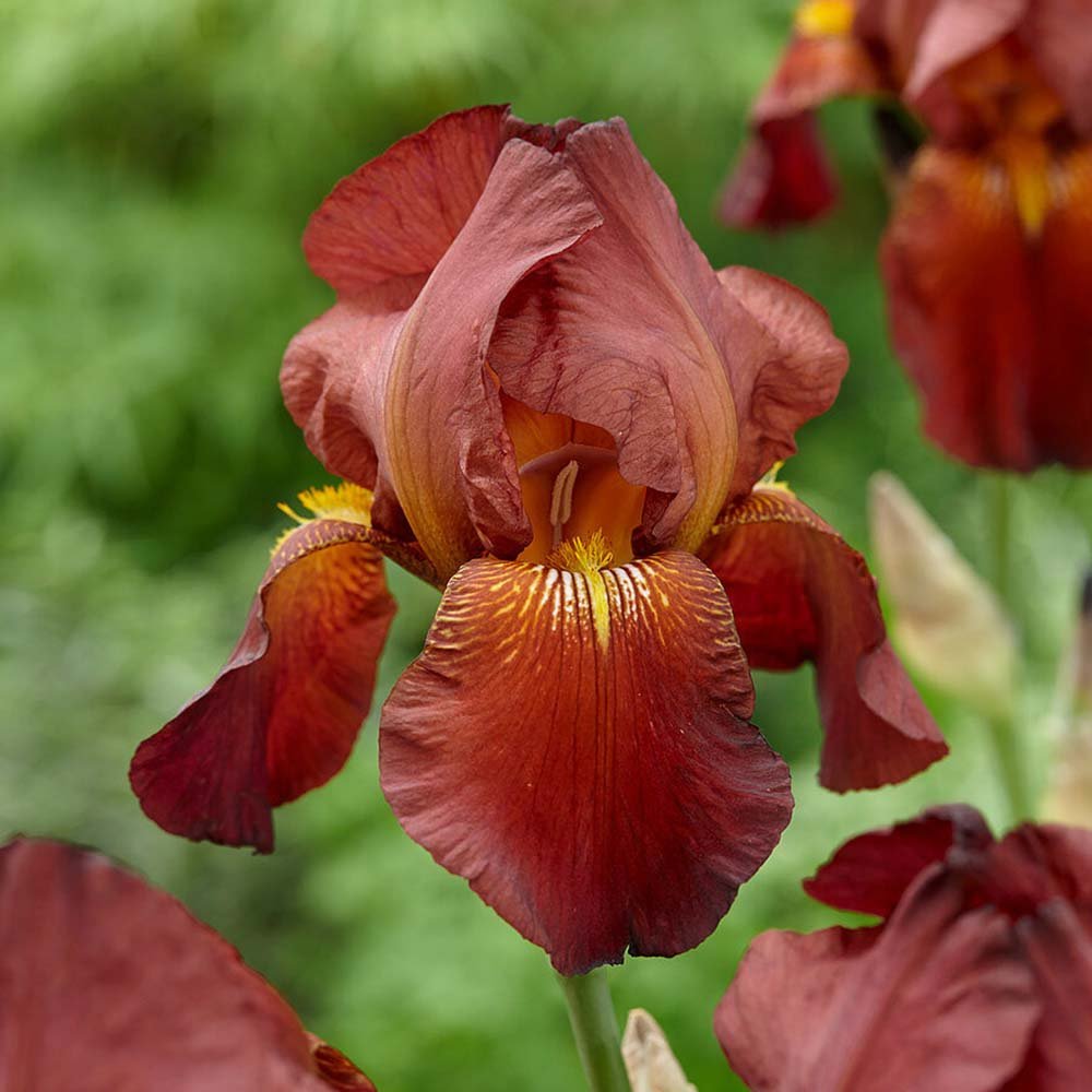 Iris Germanica (Stanjenel) Natchez Trace - Bulb plantat in ghiveci - VERDENA-livrat la ghiveci de 0.5 L ( 9 cm )