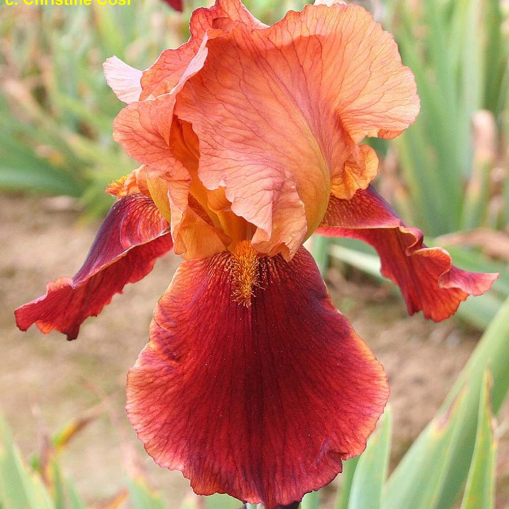 Iris Germanica (Stanjenel) Natchez Trace - Bulb plantat in ghiveci - VERDENA-livrat la ghiveci de 0.5 L ( 9 cm )