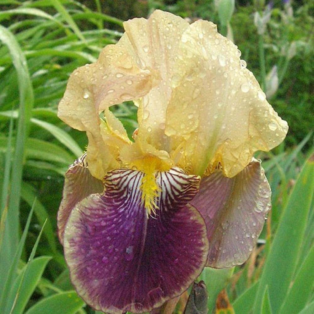 Iris Germanica (Stanjenel) Nibelungen - Bulb Plantat In Ghiveci - VERDENA-livrat la ghiveci de 0.5 L ( 9 cm )