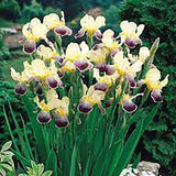 Iris Germanica (Stanjenel) Nibelungen - Bulb Plantat In Ghiveci - VERDENA-livrat la ghiveci de 0.5 L ( 9 cm )