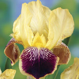 Iris Germanica (Stanjenel) Nibelungen - Bulb Plantat In Ghiveci - VERDENA-livrat la ghiveci de 0.5 L ( 9 cm )