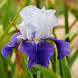 Iris Germanica (Stanjenel) Night Edition - Bulb Plantat In Ghiveci