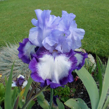 Iris Germanica (Stanjenel) On Edge - Bulb Plantat In Ghiveci