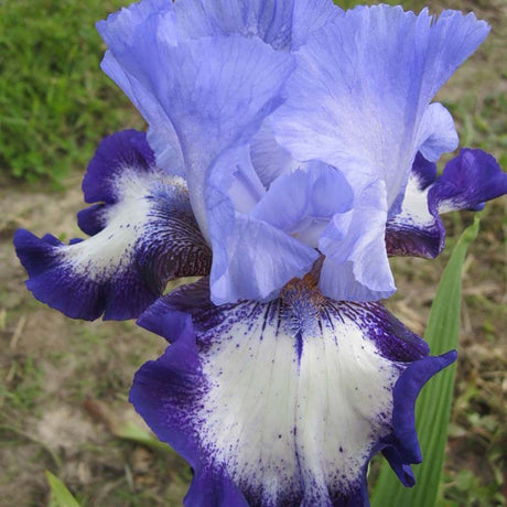 Iris Germanica (Stanjenel) On Edge - Bulb Plantat In Ghiveci