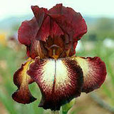 Iris Germanica (Stanjenel) Provencal - Bulb Plantat In Ghiveci - VERDENA-livrat la ghiveci de 0.5 L ( 9 cm )