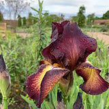 Iris Germanica (Stanjenel) Provencal - Bulb Plantat In Ghiveci - VERDENA-livrat la ghiveci de 0.5 L ( 9 cm )