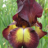 Iris Germanica (Stanjenel) Provencal - Bulb Plantat In Ghiveci - VERDENA-livrat la ghiveci de 0.5 L ( 9 cm )