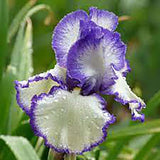 Iris Germanica (Stanjenel) Rare Edition - Bulb Plantat In Ghiveci - VERDENA-livrat la ghiveci de 0.5 L ( 9 cm )