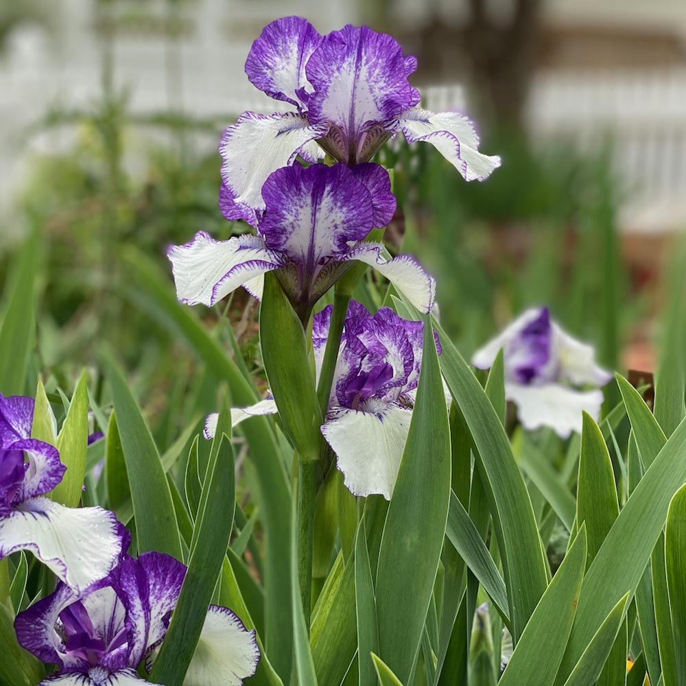 Iris Germanica (Stanjenel) Rare Edition - Bulb Plantat In Ghiveci - VERDENA-livrat la ghiveci de 0.5 L ( 9 cm )