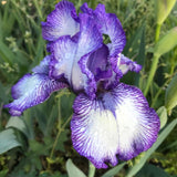 Iris Germanica (Stanjenel) Rare Edition - Bulb Plantat In Ghiveci - VERDENA-livrat la ghiveci de 0.5 L ( 9 cm )