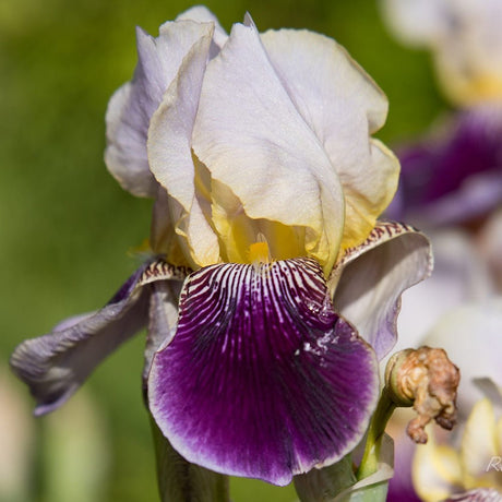 Iris Germanica (Stanjenel) Salonique - Bulb Plantat In Ghiveci