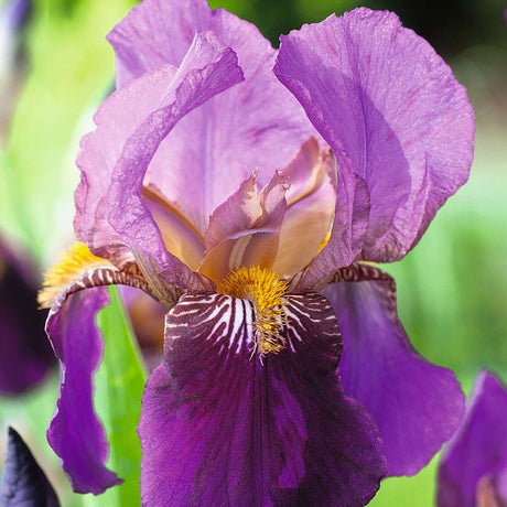 Iris Germanica (Stanjenel) Senlac - Bulb Plantat In Ghiveci