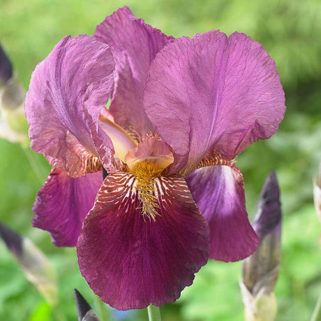 Iris Germanica (Stanjenel) Senlac - Bulb Plantat In Ghiveci